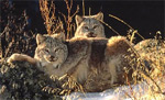 Lynxes in the wild