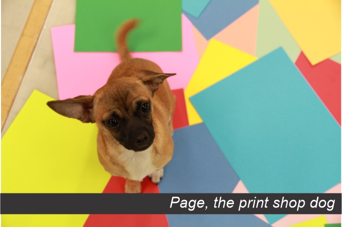 Picture of Page the print shop dog