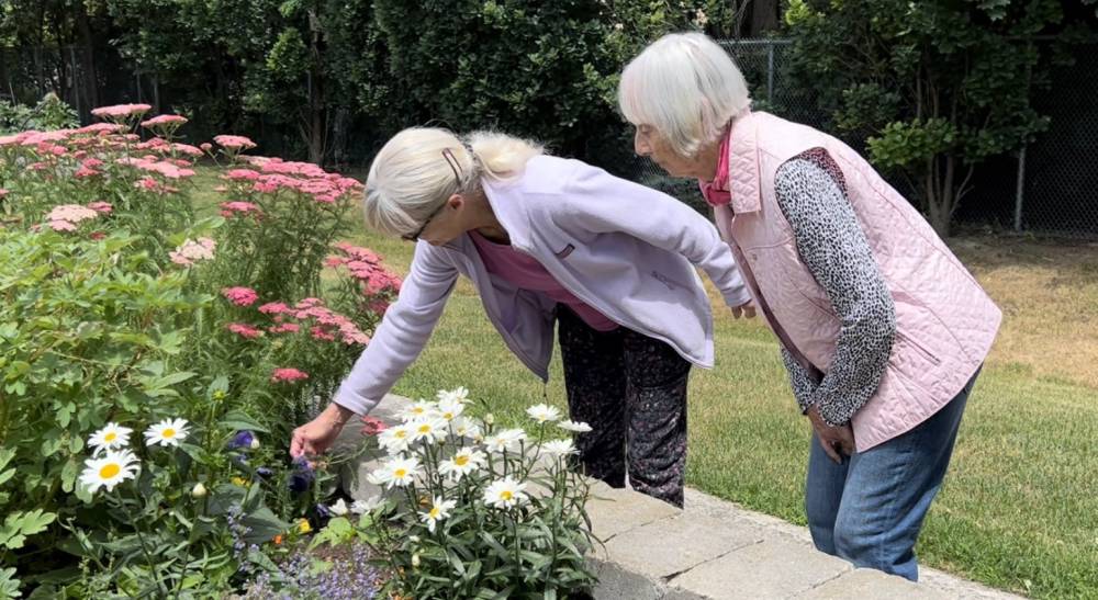 Two older women gardening