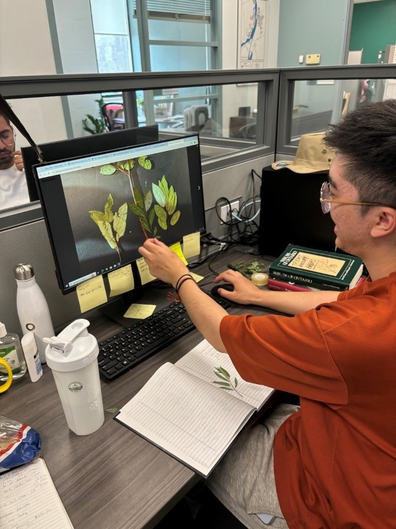 Student identifying plants on computer screen