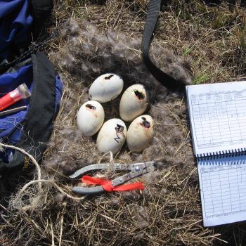 nest with 5 eggs cracked and field equipment and logbook beside eggs for recording data