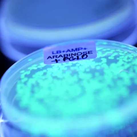 Petri dish that is full of cultured cells of bacteria, that is glowing in the dark.