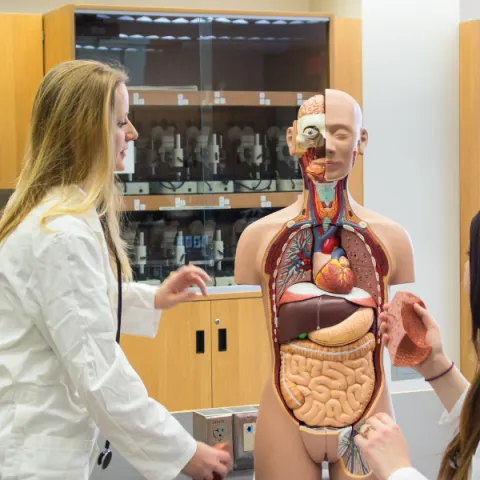 Trent University student in lab using an anatomy model.