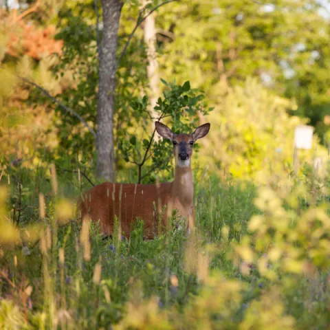 Deer in the forest, looking at the camera.