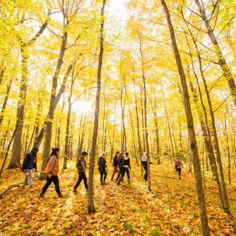 Trent University students walking through forest, on their way to do research.