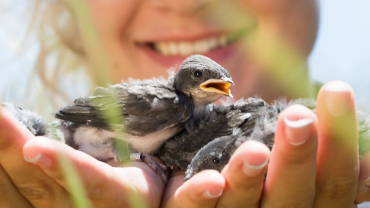 A student holding baby birds