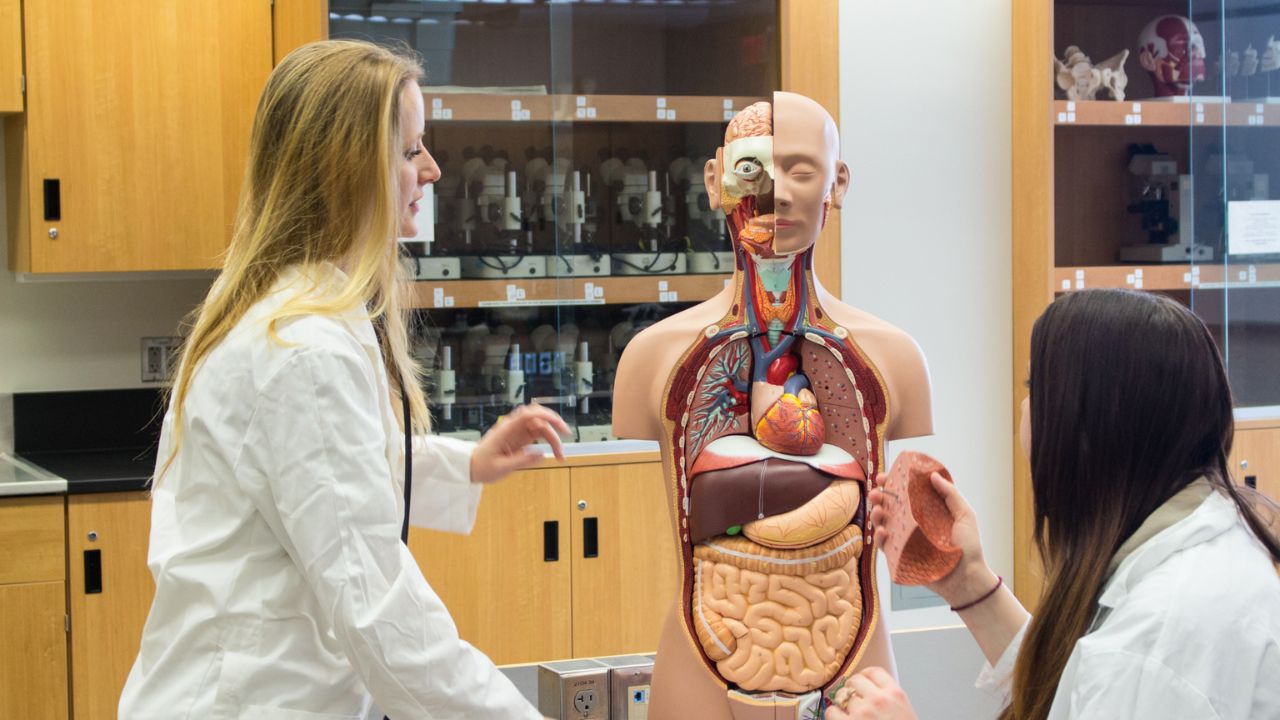 Two medical students working with a model body