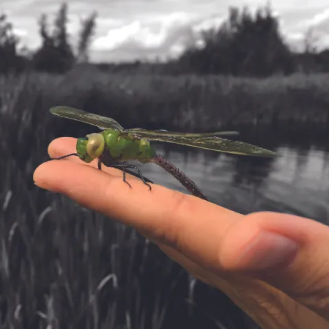 Image of a dragonfly on someones hand.