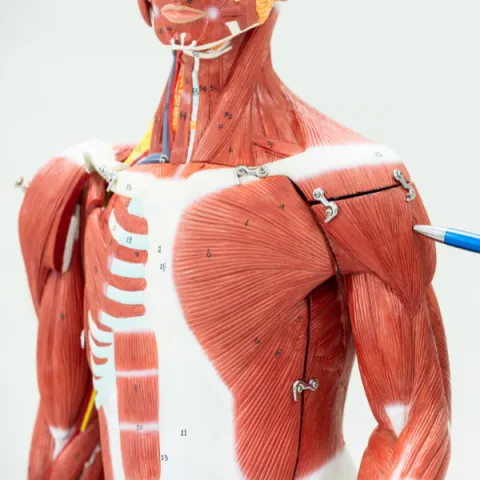 Physiotherapists explain muscle injury to athletes using a musculoskeletal system to the muscle skeleton.