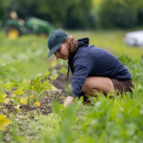 Trent University student farming in a field.