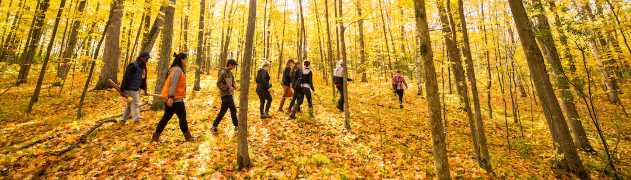 A group of Trent University students walking through a forest, with the trees covered in yellow leaves, going to do research.