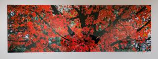 photograph of red maple leaves