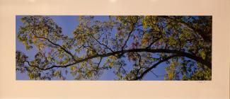 photograph of white oak tree with blue sky behind.