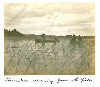 Photograph of two canoes, carrying two people each, in a lake with rice growing in it. A caption in cursive reads "Harvesters returning from the fields."