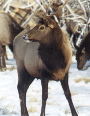 Elk relocated in Ontario