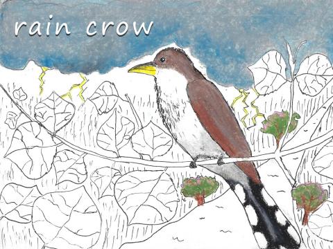 Drawing of a bird in colour against a black and white forest with the title "rain crow"